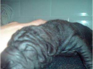 BlackSharPeiPuppies